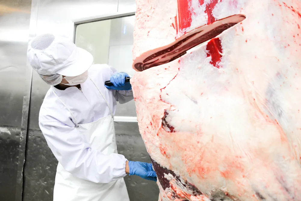 作業員が枝肉にナイフを入れて骨を外す手元